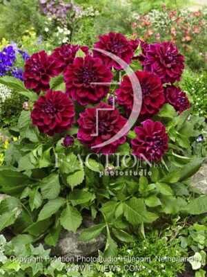 botanic stock photo Dahlia