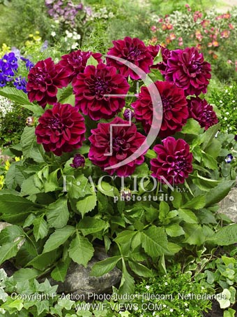 botanic stock photo Dahlia