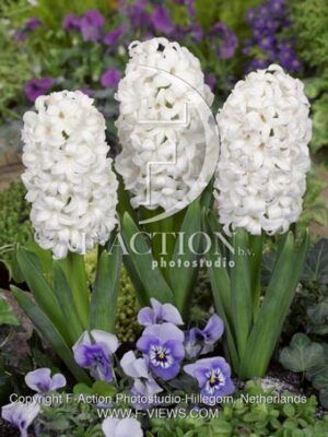 botanic stock photo Hyacinthus