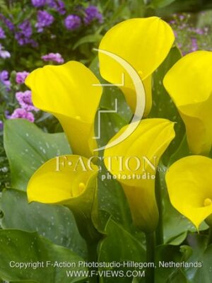 botanic stock photo Zantedeschia