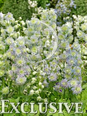 botanic stock photo Delphinium
