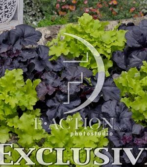 botanic stock photo Heuchera