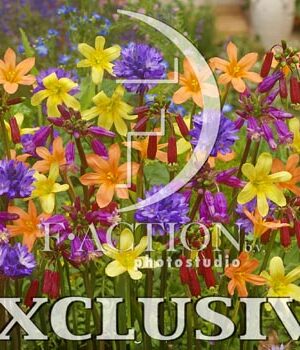 botanic stock photo Summer