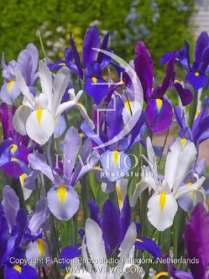 botanic stock photo Iris