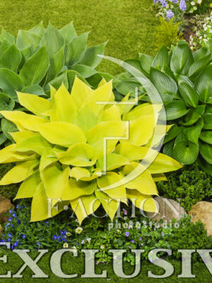 botanic stock photo Hosta
