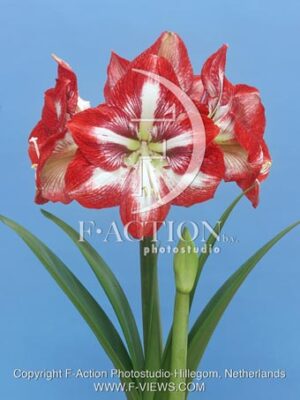 botanic stock photo Hippeastrum
