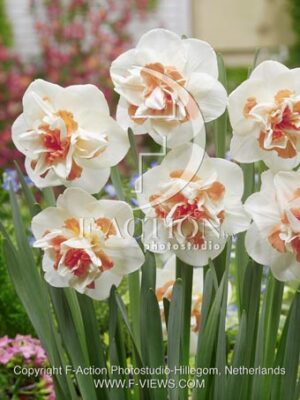 botanic stock photo Narcissus