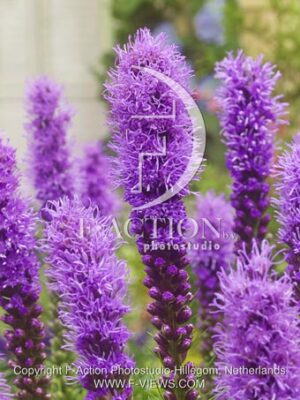 botanic stock photo Liatris