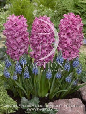 botanic stock photo Hyacinthus
