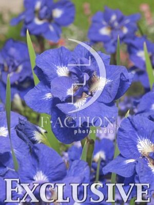 botanic stock photo Iris