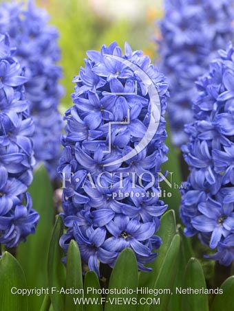 botanic stock photo Hyacinthus