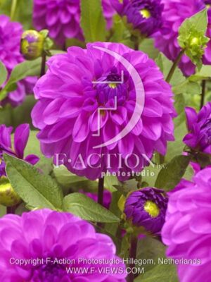 botanic stock photo Dahlia