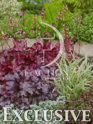 botanic stock photo