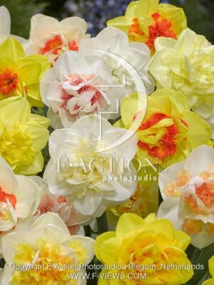 botanic stock photo Narcissus
