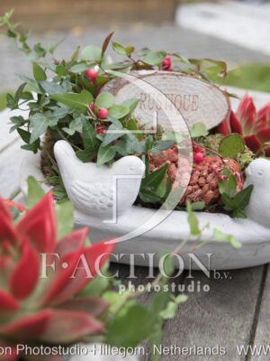 botanic stock photo Gaultheria