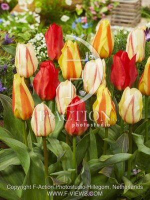 botanic stock photo Tulipa