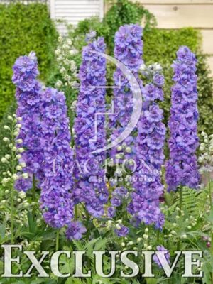 botanic stock photo Delphinium