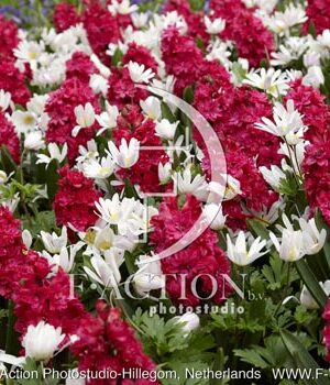 botanic stock photo Spring flowers
