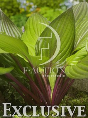 botanic stock photo Hosta