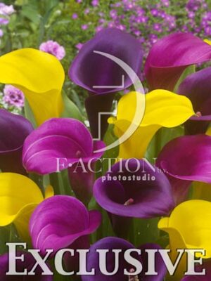 botanic stock photo Zantedeschia
