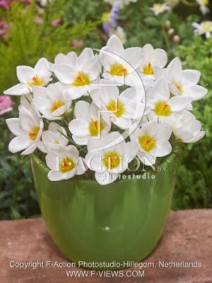 botanic stock photo Crocus