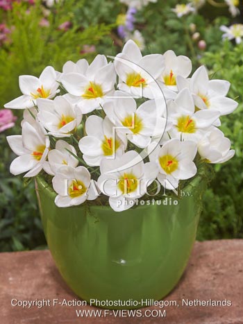 botanic stock photo Crocus