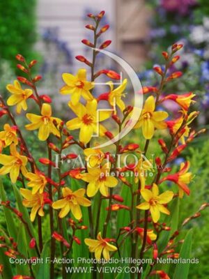 botanic stock photo Crocosmia