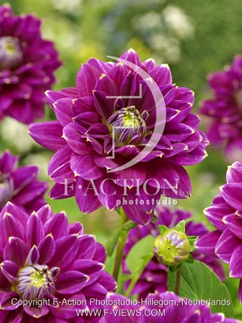 botanic stock photo Dahlia