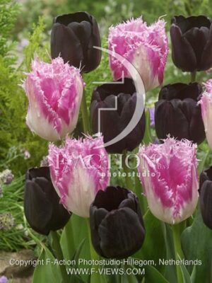 botanic stock photo Tulipa