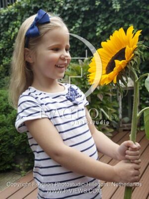 botanic stock photo Helianthus