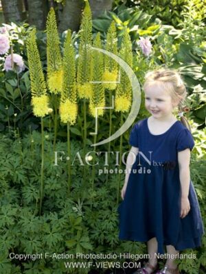 botanic stock photo Eremurus