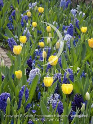 botanic stock photo Spring Garden