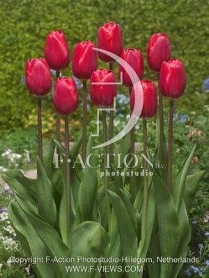 botanic stock photo Tulipa