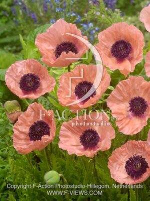 botanic stock photo Papaver
