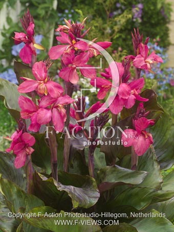botanic stock photo Canna