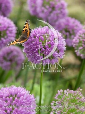 botanic stock photo Allium