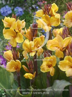 botanic stock photo Canna