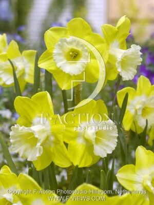 botanic stock photo Narcissus