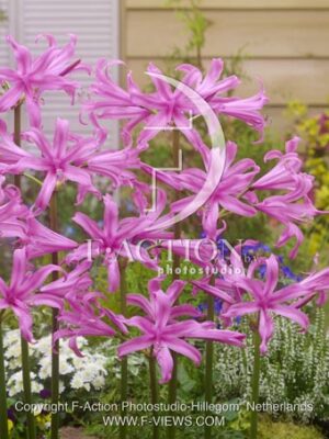botanic stock photo Amarine