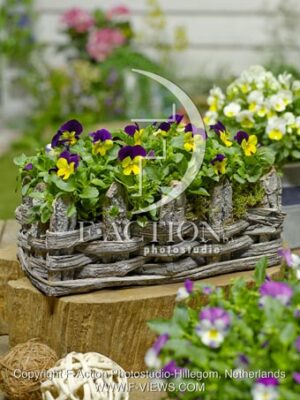 botanic stock photo Viola