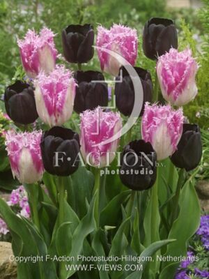 botanic stock photo Tulipa
