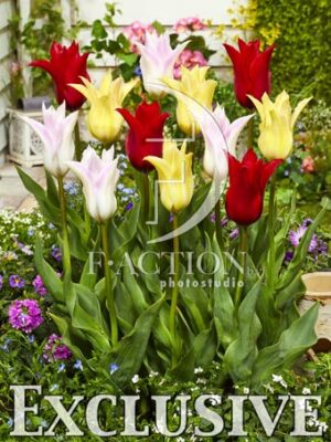 botanic stock photo Tulipa