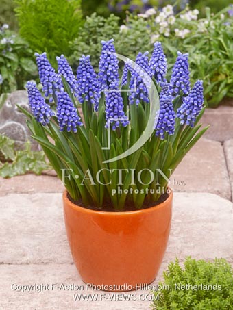 botanic stock photo Muscari