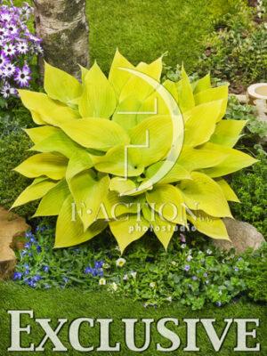 botanic stock photo Hosta