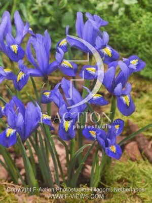 botanic stock photo Iris