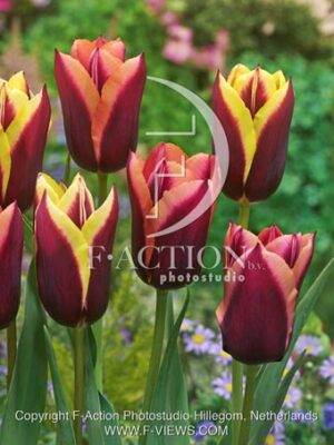 botanic stock photo Tulipa