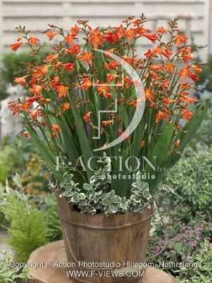 botanic stock photo Crocosmia