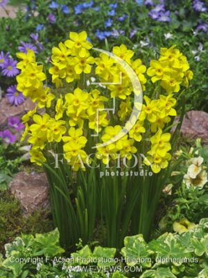 botanic stock photo Narcissus