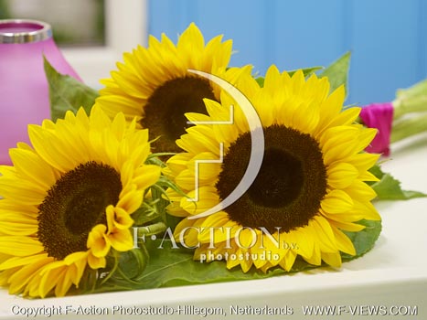 botanic stock photo Helianthus
