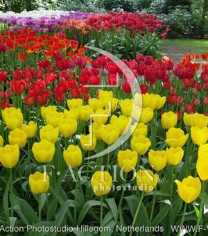 botanic stock photo Tulipa
